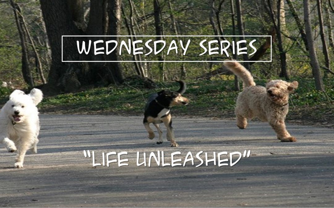 Wed 3/8/17 – “All Alone” – Life Unleashed
